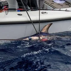 Daiwa Tanacom 1200 Power Assist Electric Reel 14 Daiwa Tanacom 1200 Power Assist Electric Reel -Saltwater Reels promo daiwa tanacom 1200 power assist electric reel 74289.1666632311